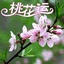 桃花运测试